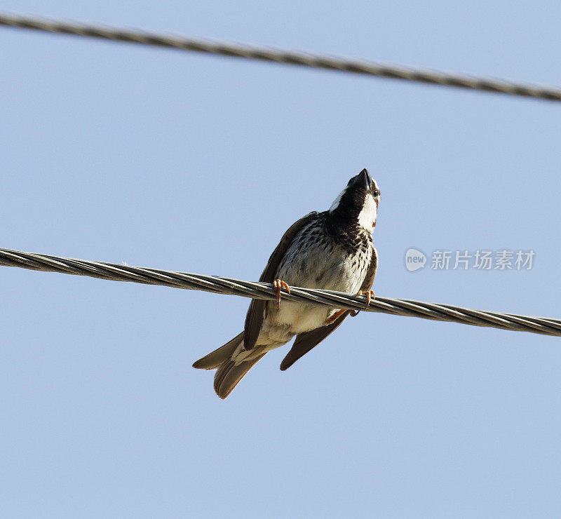 西班牙麻雀(paser hispaniolensis)雄性挂在钢丝上